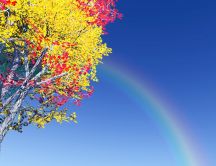Rainbow on the blue sky near a colorful tree - Beautiful day