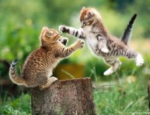 Funny cat fight between two little kitties - HD wallpaper