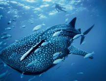 Big fish in the water - See animals wallpapers
