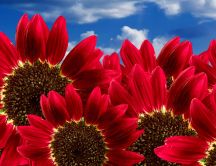 Special red sunflowers - Beautiful summer flowers