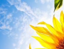 Yellow sunflowers petals in the wind - HD wallpaper