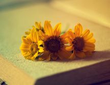 Three small and beautiful sunflowers in a book -HD wallpaper