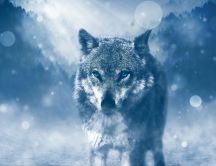 Wonderful wild wolf with blue eyes -Cold night in the forest