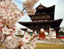 Asian Cherry in blossom and building in back - HD wallpaper