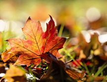 Autumn leaf in the warm sunlight - HD wonderful season