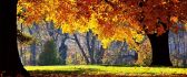 Wonderful autumn colors in the forest - HD wallpaper