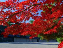 Red tree from Japan - Beautiful wonderful Autumn day