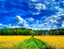Yellow field and a wonderful blue sky - HD wallpaper