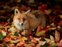 Little fox in the forest looking for food - Autumn season