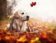 One Autumn leaf in the wind and a beautiful dog relax time