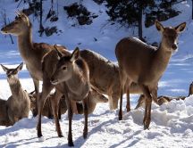 Deer family in the snow - Winter season wild animal