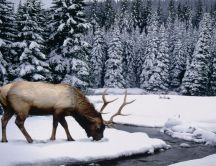 Big wonderful wild animal - White cold snow Winter season
