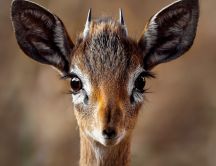 Wonderful macro photo with a small wild animal - Deer