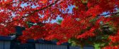 Red tree from Japan - Beautiful wonderful Autumn day