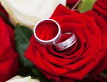 Wedding rings and beautiful red rose - Valentine's Day