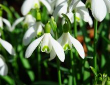 Sunny spring day - Snowdrops flowers in the garden