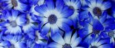 Wonderful blue flowers on whole desktop - HD spring season