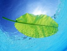 Green leaf in the pool water - blue summer sky