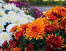 Wonderful garden full with Chrysanthemums flowers - Autumn