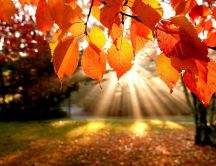 Sunlight on Autumn season - Beautiful sunny day in park