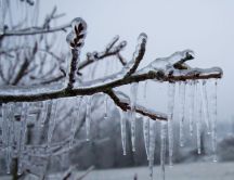 All nature is frozen - Ice on the branches - Winter season