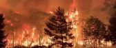 All forest in Australia are burning - Earth disaster fire