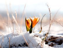 Yellow spring flower wake up from cold white snow
