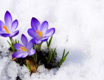 Purple Crocuses in the snow - Wonderful Spring season
