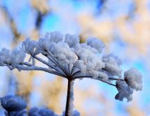 Wonderful frozen tree - Macro ice wallpaper