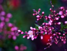 Blossom purple cherry flowers - Wonderful spring season