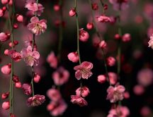 Pink flowers - Beautiful spring season blossom trees
