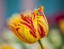 Wonderful red and yellow tulip - Macro professional photo