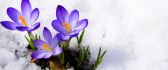Purple Crocuses in the snow - Wonderful Spring season