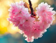 Wonderful cherry blossom flowers in shape of heart