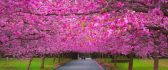 Wonderful pink flowers in the park - Blossom tree cherry