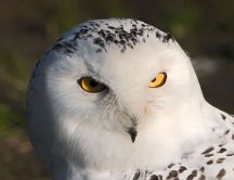 Wonderful big white Owl bird - Intelligent and smart animal