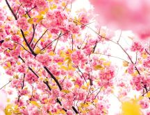 Cherry pink blossom tree - HD wallpaper