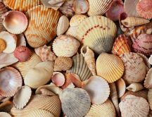 Shells carpet - Wonderful by ocean and nature
