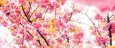 Cherry pink blossom tree - HD wallpaper