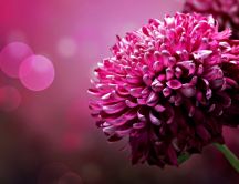 Wonderful 3D dark pink flower - Beautiful nature photo