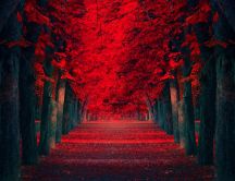 Red road in the middle of the forest -Rusty wonderful nature