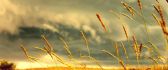 Macro wheat field - Wonderful summer season nature