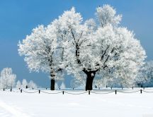 Wonderful white tree full of snow-HD winter season wallpaper