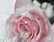 Crystal snow on the pink rose - HD flowers wallpaper