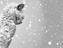 Sweet gray cat in the white fluffy snow -HD wallpaper winter