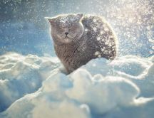 Winter time sweet cat in the snow - HD wallpaper