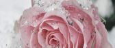 Crystal snow on the pink rose - HD flowers wallpaper