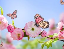 Butterfly on the blossom flowers - Spring season time