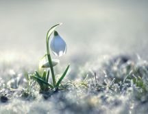 Beautiful snowdrop in the cold white snow - HD wallpaper