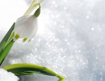 Good morning little Snowdrop - HD spring flower wallpaper